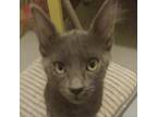 Adopt Jackie a Gray or Blue Domestic Shorthair / Mixed cat in ARIZONA CITY