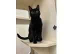 Adopt Siren a All Black Domestic Shorthair / Domestic Shorthair / Mixed cat in