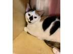 Adopt Windsor a Domestic Mediumhair / Mixed (short coat) cat in Alpharetta