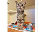 Adopt Slaylor Moon a Gray or Blue Domestic Shorthair / Mixed cat in Austin