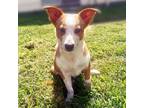 Adopt Fred a Brown/Chocolate Cardigan Welsh Corgi / Mixed dog in Wichita
