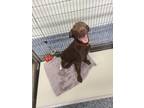 Adopt Harry a Labrador Retriever / Mixed dog in Maumelle, AR (38920161)