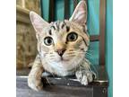 Adopt Chase a Gray, Blue or Silver Tabby Domestic Shorthair (short coat) cat in