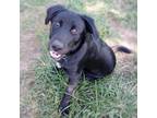 Adopt Mariah a Black Labrador Retriever / Mixed dog in Wichita, KS (38906722)