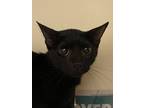 Adopt Umbreon a All Black Domestic Shorthair / Domestic Shorthair / Mixed cat in