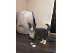 Adopt Buzz a Domestic Shorthair / Mixed (short coat) cat in Providence