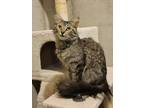 Adopt Florida a Brown Tabby Domestic Mediumhair / Mixed (long coat) cat in Fort