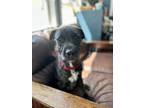 Adopt Benedict a Black Terrier (Unknown Type, Medium) dog in Raleigh
