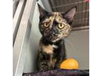 Adopt Picard a Tortoiseshell Domestic Mediumhair / Mixed cat in Chattanooga