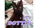 Adopt Dottie a All Black Domestic Shorthair / Mixed cat in Commerce City