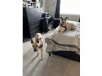Adopt Emmy and Lola a Tricolor (Tan/Brown & Black & White) American