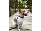 Adopt Howie a White - with Tan, Yellow or Fawn Mutt / Mixed dog in Duvall
