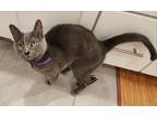Adopt Kara a Gray or Blue Russian Blue / Mixed cat in Phoenix, AZ (38696037)