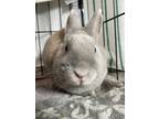 Adopt Dunlop a Fawn American / Satin / Mixed (short coat) rabbit in Key West