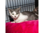 Adopt Finn a Gray or Blue Domestic Shorthair / Domestic Shorthair / Mixed cat in