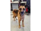 Adopt Arthur a Tan/Yellow/Fawn - with Black German Shepherd Dog / Mutt / Mixed