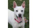 Adopt Mercy a White American Pit Bull Terrier / Mixed dog in Red Bluff