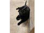 Adopt Riley a All Black Tabby / Mixed cat in Tucson, AZ (38693975)