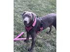 Adopt Silver a Brown/Chocolate Labrador Retriever / Mixed dog in Beavercreek