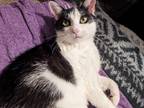 Adopt Cici a Black & White or Tuxedo Tabby / Mixed (short coat) cat in Dalton