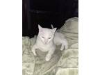 Adopt Snowball a White Domestic Shorthair / Mixed (short coat) cat in Knoxville