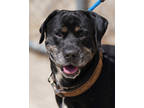 Adopt Chowder a Black Catahoula Leopard Dog / Mixed dog in Toccoa, GA (38967912)