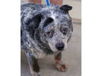 Adopt Dumplin a Black Australian Cattle Dog / Mixed dog in Toccoa, GA (38967910)