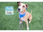 Adopt Bentley a Tan/Yellow/Fawn Mixed Breed (Large) / Mixed dog in Kansas City