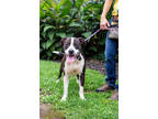 Adopt Pack a Black American Pit Bull Terrier / Mixed dog in Knoxville