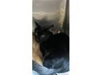Adopt Axel a All Black Domestic Mediumhair / Mixed cat in El Paso, TX (38972544)