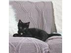 Adopt Espresso a All Black Domestic Shorthair (short coat) cat in Brooklyn