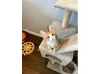 Adopt Sherbert - IN FOSTER a Orange or Red Domestic Shorthair / Domestic