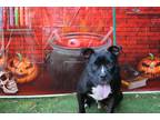 Adopt Felipe a Black Terrier (Unknown Type, Small) / Mixed Breed (Medium) /