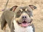 Adopt Benson a Gray/Blue/Silver/Salt & Pepper Mixed Breed (Large) / Mixed dog in