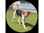 Adopt Mary a White Coonhound / Mixed dog in Jacksonville, NC (38977991)