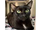 Adopt Mint a All Black Domestic Shorthair / Mixed cat in Springfield