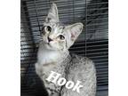 Adopt Rivot a Gray, Blue or Silver Tabby Domestic Shorthair (short coat) cat in
