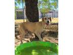 Adopt Delilah a Great Dane / Greyhound / Mixed dog in Brownwood, TX (38954623)