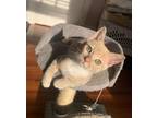 Adopt Twine a Orange or Red Domestic Shorthair / Domestic Shorthair / Mixed cat