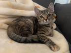 Adopt Barrow a Gray or Blue Domestic Shorthair / Domestic Shorthair / Mixed cat
