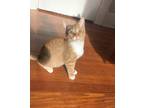 Adopt Auger a Orange or Red Domestic Shorthair / Domestic Shorthair / Mixed cat