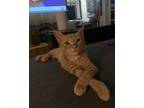 Adopt Mattock a Orange or Red Domestic Shorthair / Domestic Shorthair / Mixed
