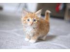 Adopt Ginger Adopted w/ Sunny a Orange or Red Tabby Maine Coon (long coat) cat