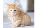 Adopt Sunny Adopted wi/ Ginger) a Orange or Red Tabby Maine Coon (long coat) cat