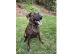 Adopt Tilly a Brindle Mountain Cur / Plott Hound / Mixed dog in Cumming