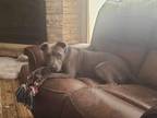 Adopt Miles a Gray/Silver/Salt & Pepper - with White American Staffordshire