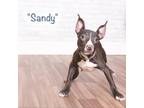 Adopt Sandy a Black Terrier (Unknown Type, Small) / Mixed dog in Montgomery