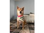 Adopt Ophelia a Red/Golden/Orange/Chestnut Shiba Inu / Mixed dog in Wausau