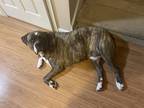 Adopt Bishop a Brindle - with White Cane Corso / Mixed dog in Eglin AFB