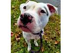 Adopt SAGE a American Pit Bull Terrier / Mixed dog in Fremont, OH (38976463)
